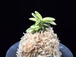 취월호 翠月湖 Chwiwolho(Seedling)