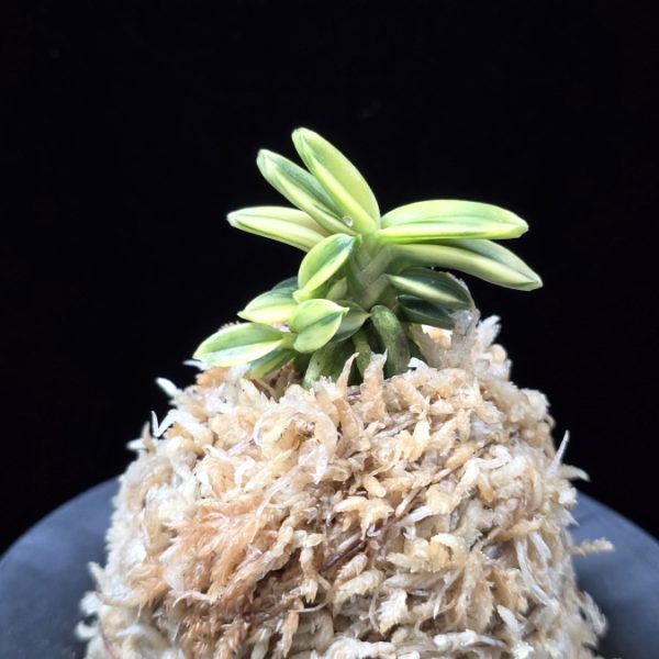 취월호 翠月湖 Chwiwolho(Seedling)