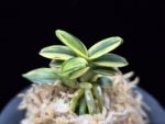 취월호 翠月湖 Chwiwolho(Seedling)