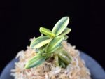 취월호 翠月湖 Chwiwolho(Seedling)