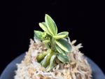 취월호 翠月湖 Chwiwolho(Seedling)