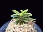 취월호 翠月湖 Chwiwolho(Seedling)