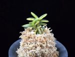 취월호 翠月湖 Chwiwolho(Seedling)