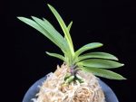 금모단 金牡丹 Kinbotan