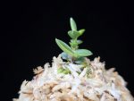 풍천 豊天 Pungcheon