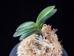 여추 女雛 Yeochu (Mebina)