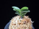 여추 女雛 Yeochu (Mebina)