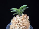 여추 女雛 Yeochu (Mebina)