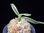 자미성 紫微星 Jamiseong (Sibisei)