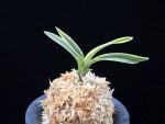 자미성 紫微星 Jamiseong (Sibisei)