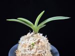 자미성 紫微星 Jamiseong (Sibisei)