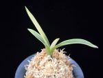 자미성 紫微星 Jamiseong (Sibisei)