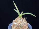 자미성 紫微星 Jamiseong (Sibisei)