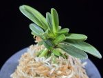 옥금강호 玉金剛縞 Tamakongo Shima