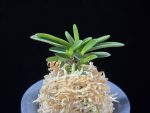 옥금강호 玉金剛縞 Tamakongo Shima