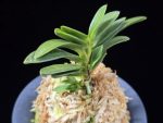 두환 兜丸 Kabutomaru