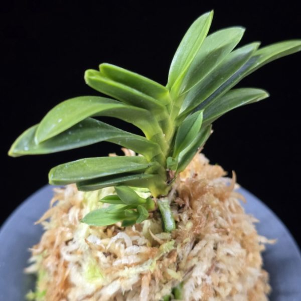 두환 兜丸 Kabutomaru