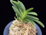 두환 兜丸 Kabutomaru