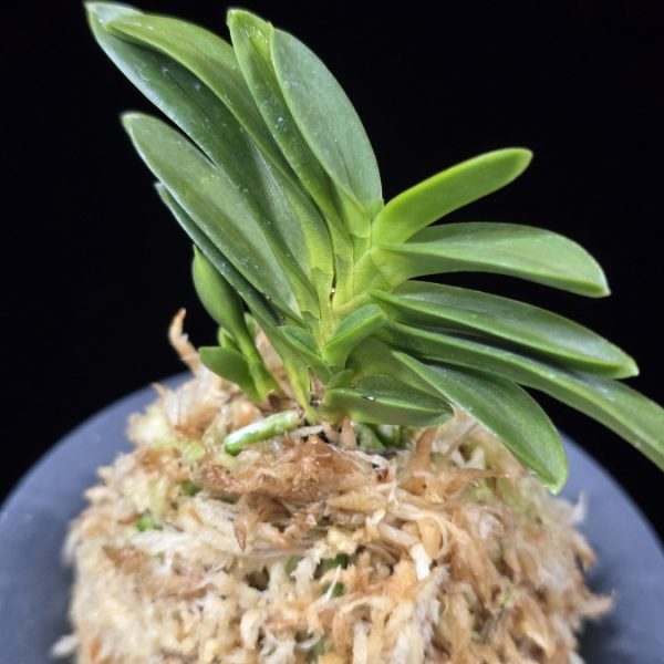 두환 兜丸 Kabutomaru