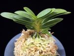 두환 兜丸 Kabutomaru