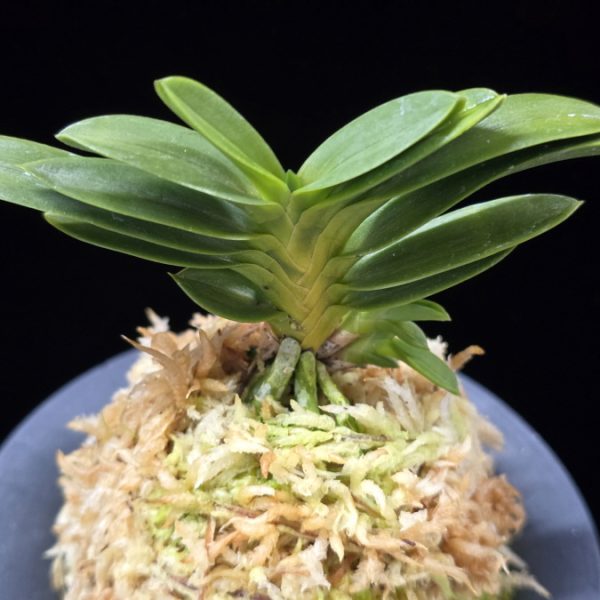 두환 兜丸 Kabutomaru