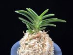 두환 兜丸 Kabutomaru