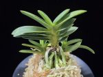 두환 兜丸 Kabutomaru