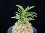 두환 兜丸 Kabutomaru