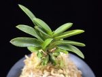 두환 兜丸 Kabutomaru