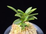 두환 兜丸 Kabutomaru