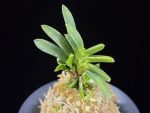 두환 兜丸 Kabutomaru