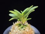 두환 兜丸 Kabutomaru