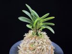 두환 兜丸 Kabutomaru