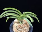 장자홍 長紫紅 Jangjahong
