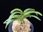 장자홍 長紫紅 Jangjahong