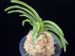 장자홍 長紫紅 Jangjahong