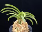 장자홍 長紫紅 Jangjahong