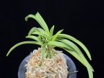 장자홍 長紫紅 Jangjahong