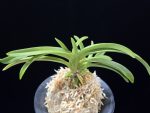 장자홍 長紫紅 Jangjahong