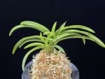 장자홍 長紫紅 Jangjahong