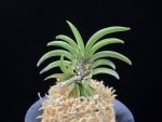 변경환 弁慶丸 Benkeimaru