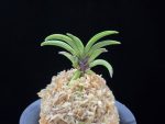 변경환 弁慶丸 Benkeimaru