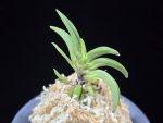 변경환 弁慶丸 Benkeimaru
