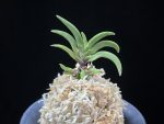 변경환 弁慶丸 Benkeimaru