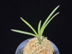 삼원홍 三元紅 Samwonhong