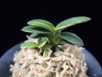 취월호 翠月湖 Chwiwolho(Seedling)