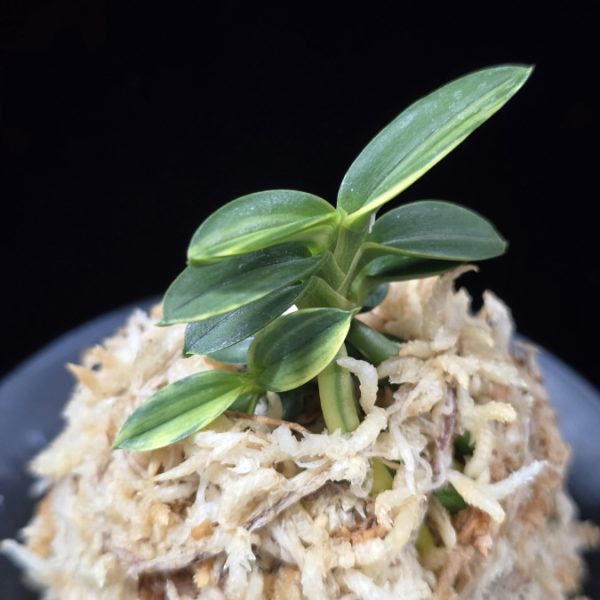 취월호 翠月湖 Chwiwolho(Seedling)