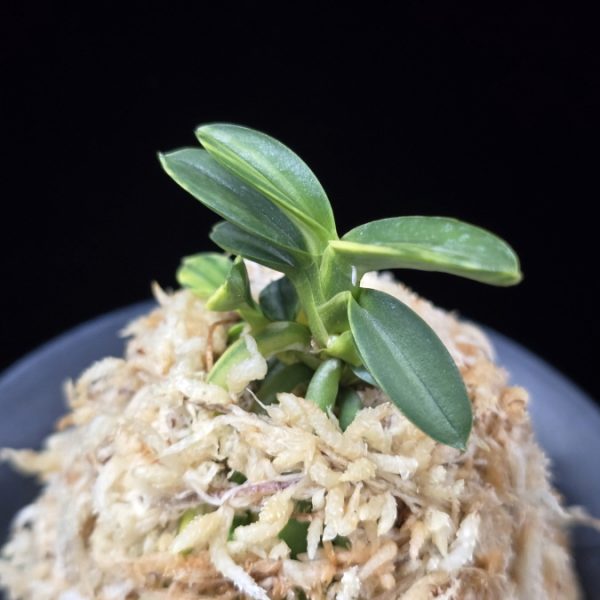 취월호 翠月湖 Chwiwolho(Seedling)