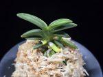 취월호 翠月湖 Chwiwolho(Seedling)