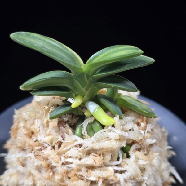 취월호 翠月湖 Chwiwolho(Seedling)